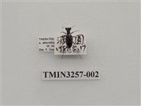 藏品(斜紋虎甲蟲)的圖片